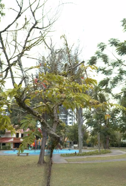 tree photo