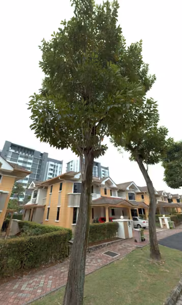 tree photo