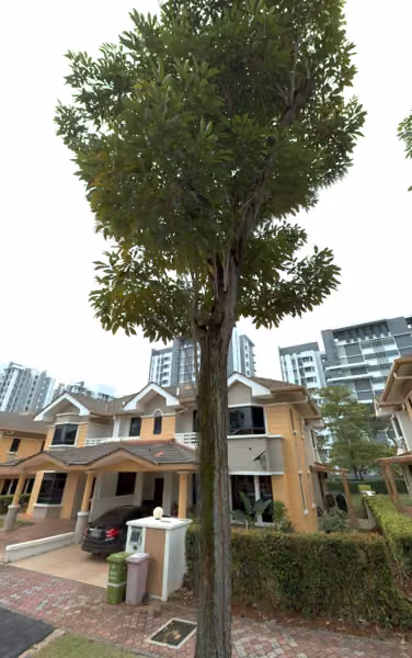 tree photo
