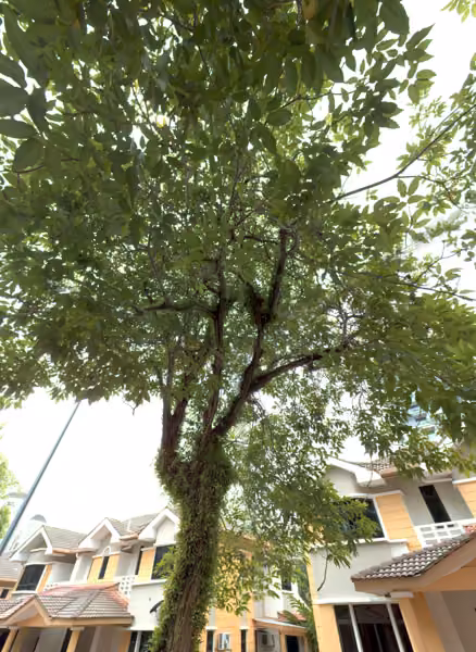 tree photo
