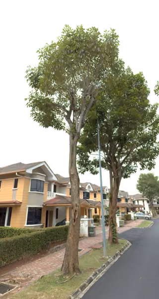 tree photo