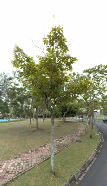 tree photo