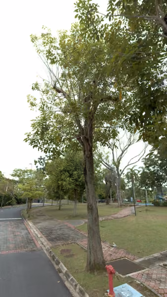 tree photo