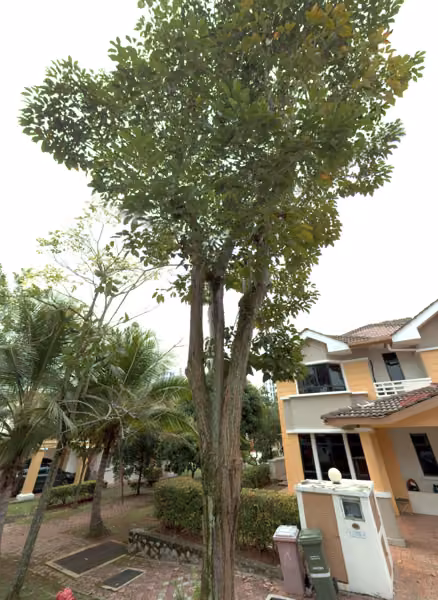 tree photo
