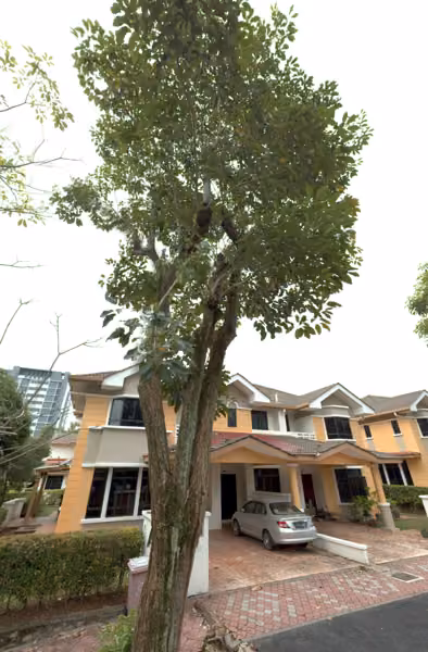 tree photo