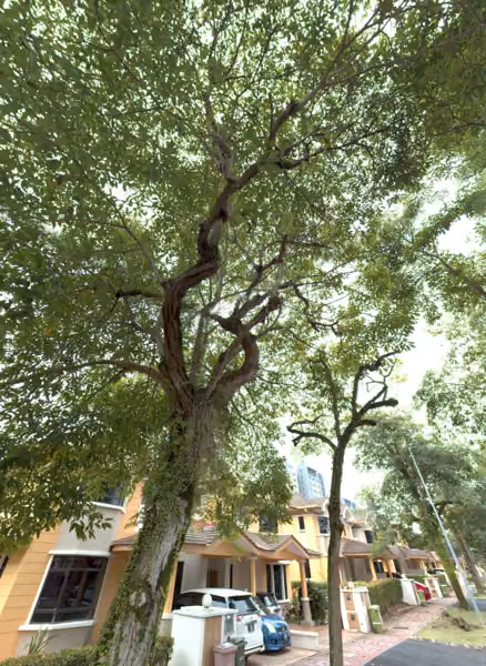 tree photo