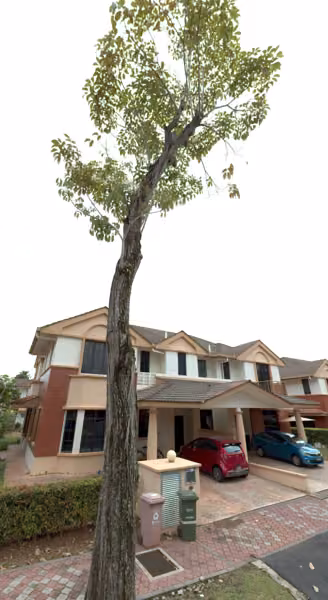 tree photo