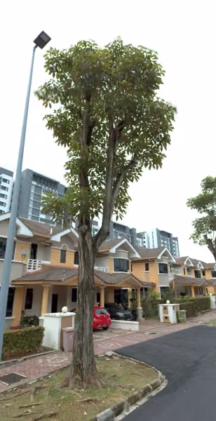 tree photo