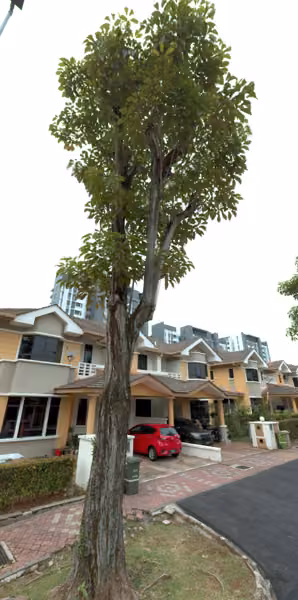 tree photo