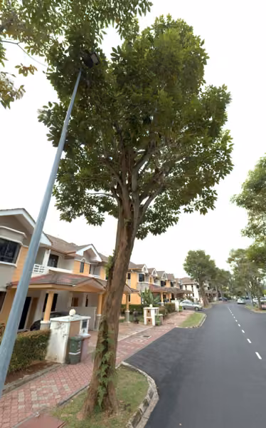 tree photo