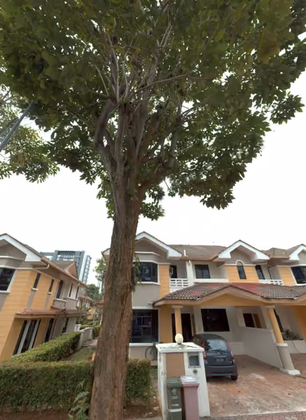 tree photo