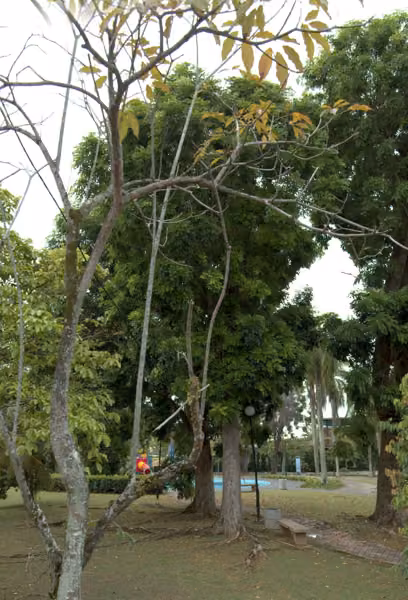 tree photo