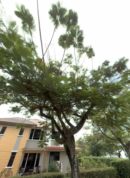 tree photo