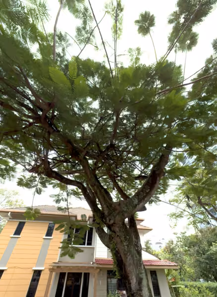tree photo
