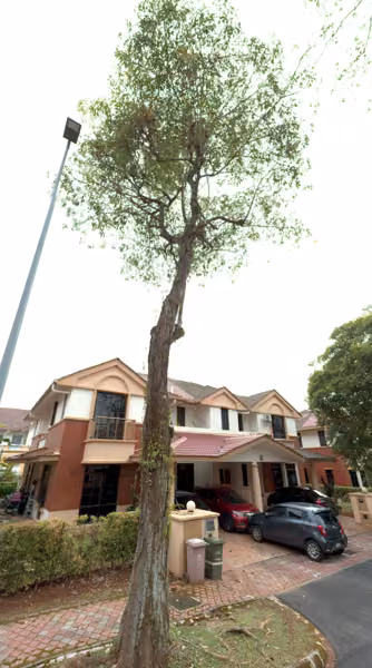 tree photo