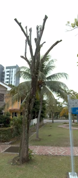 tree photo