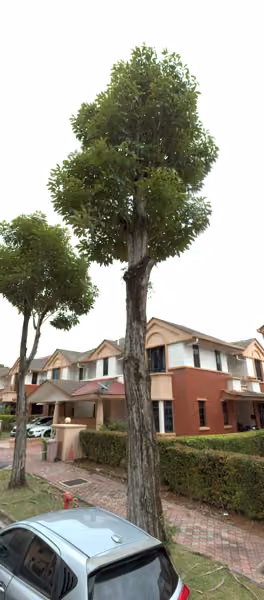 tree photo