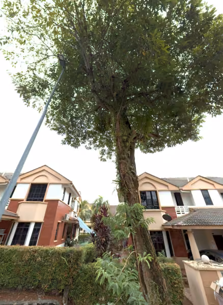 tree photo