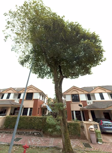 tree photo