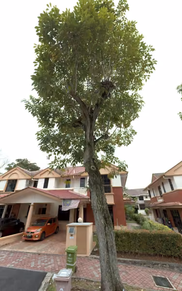 tree photo