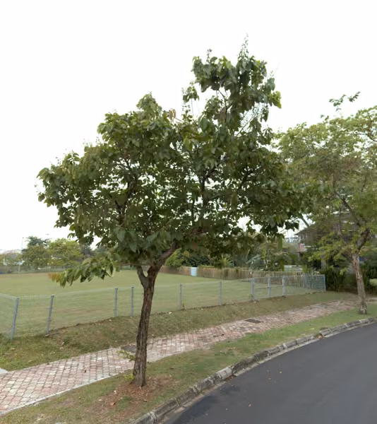 tree photo