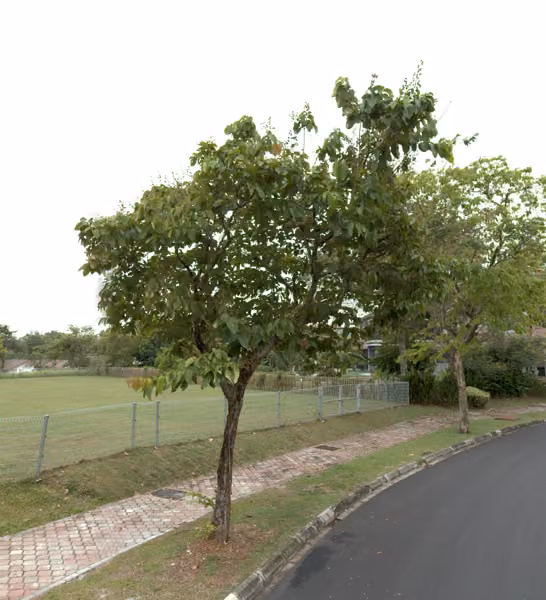 tree photo