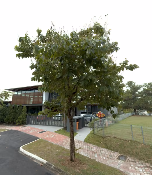 tree photo