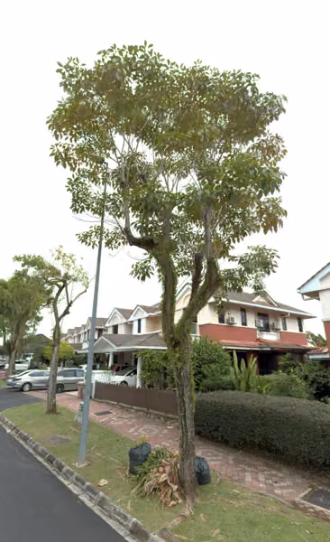 tree photo