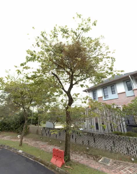 tree photo