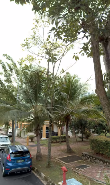 tree photo