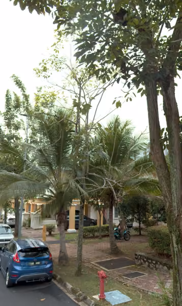 tree photo