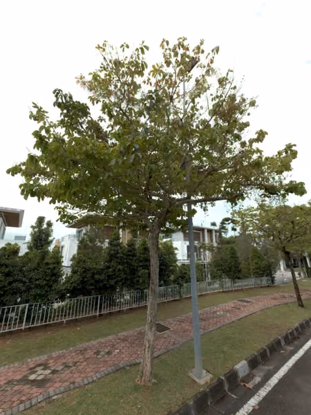 tree photo