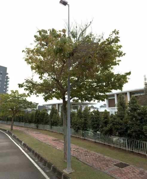 tree photo