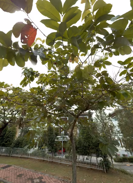 tree photo
