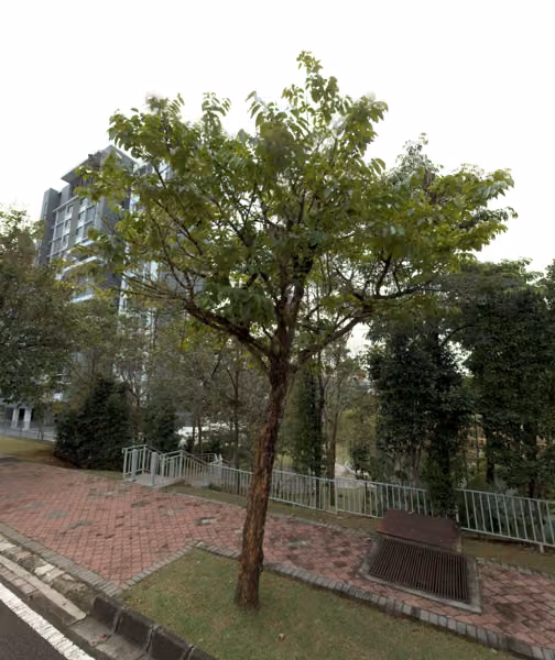 tree photo