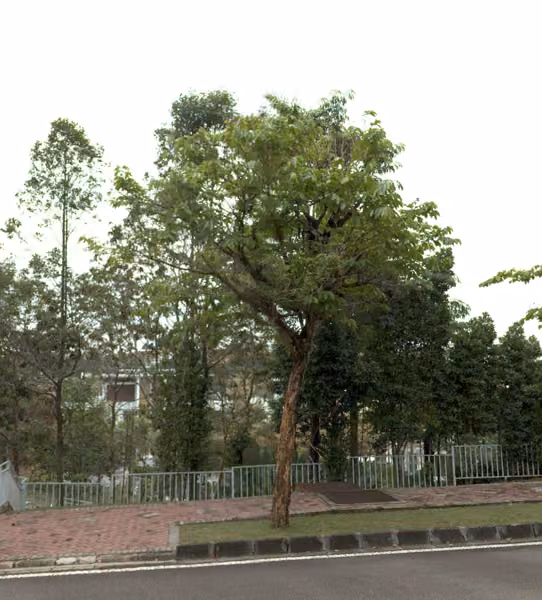 tree photo