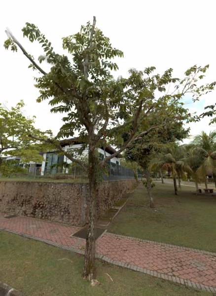 tree photo