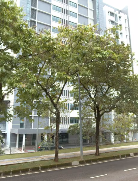 tree photo