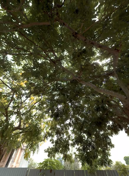 tree photo