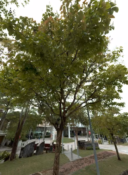 tree photo