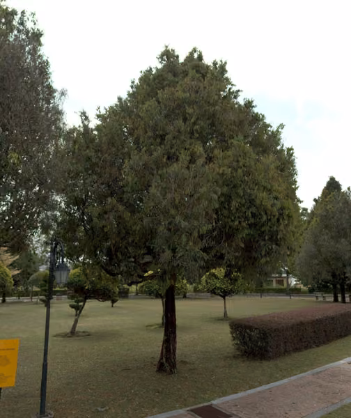 tree photo