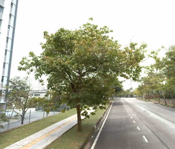 tree photo