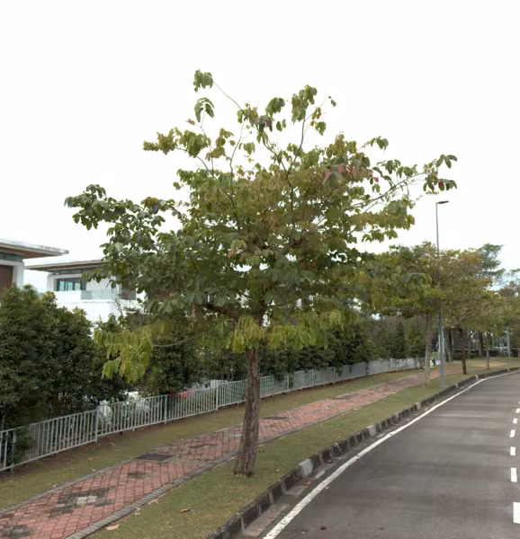 tree photo