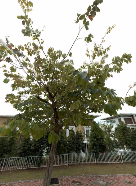 tree photo