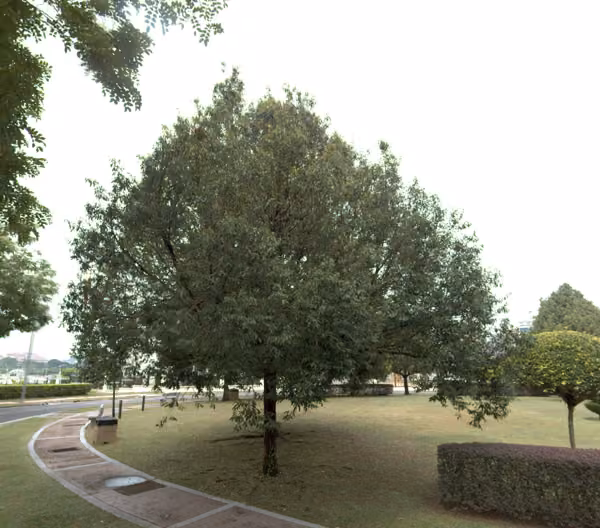 tree photo