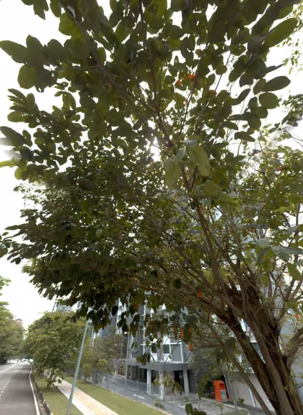 tree photo