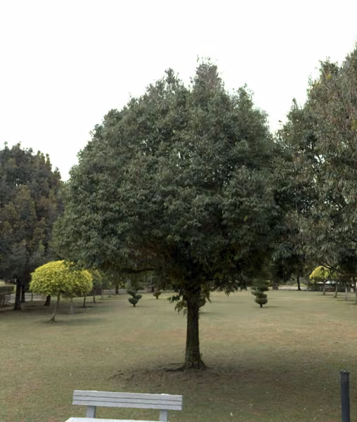 tree photo