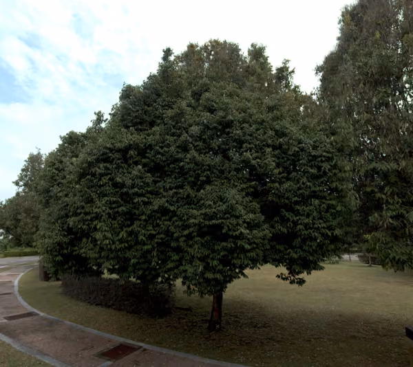 tree photo