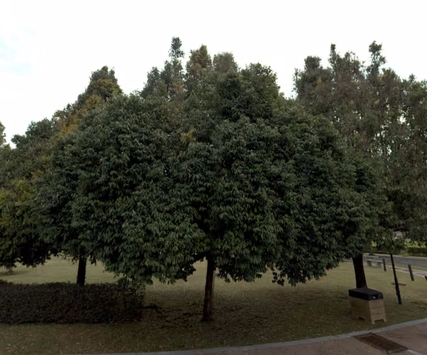 tree photo
