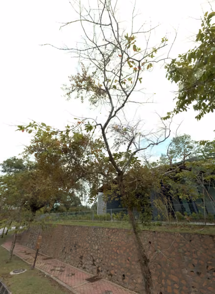 tree photo